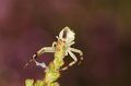 37 gewone kameleonspin Misumena vatia juv m De Hamert_resize